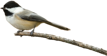 Chickadee