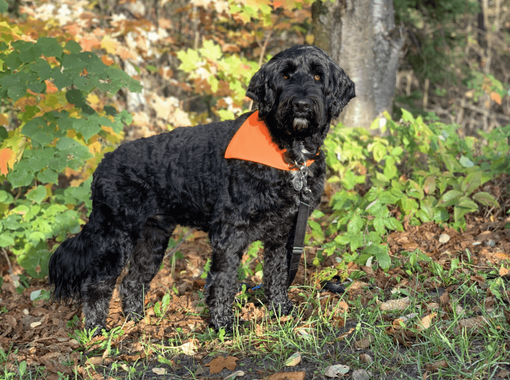 Black Dog in orange hunting vest on a hiking trail